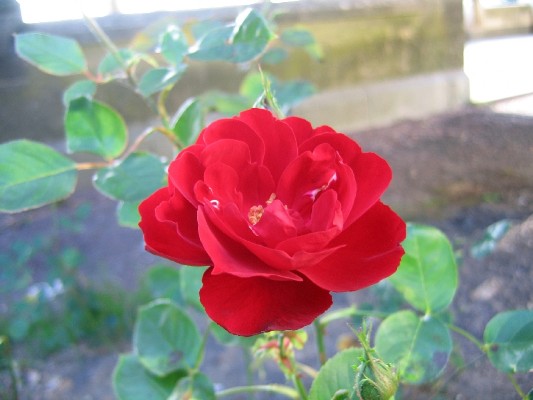 IMG_7878.JPG