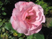 IMG_7518.JPG