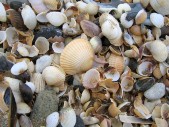 IMG_7793.JPG